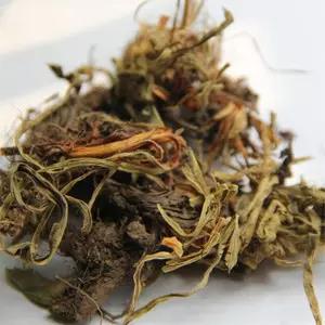甘菘